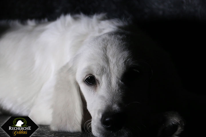 Sookie_Mar18_16Weeks_7773