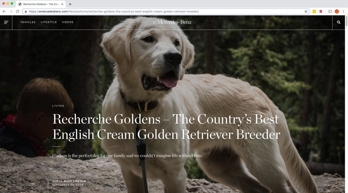 Available English Golden Retriever Puppies Recherche