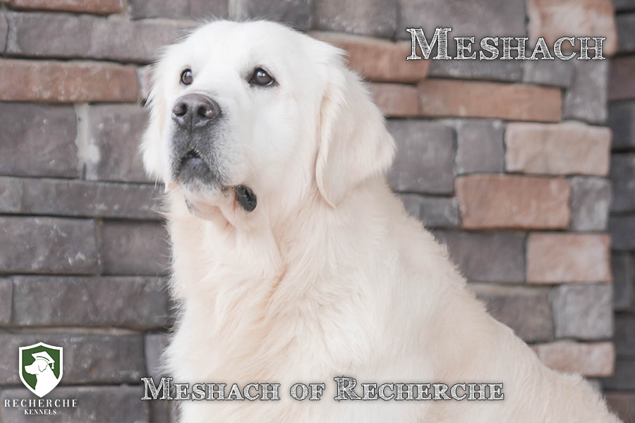 Meshach_Web 2