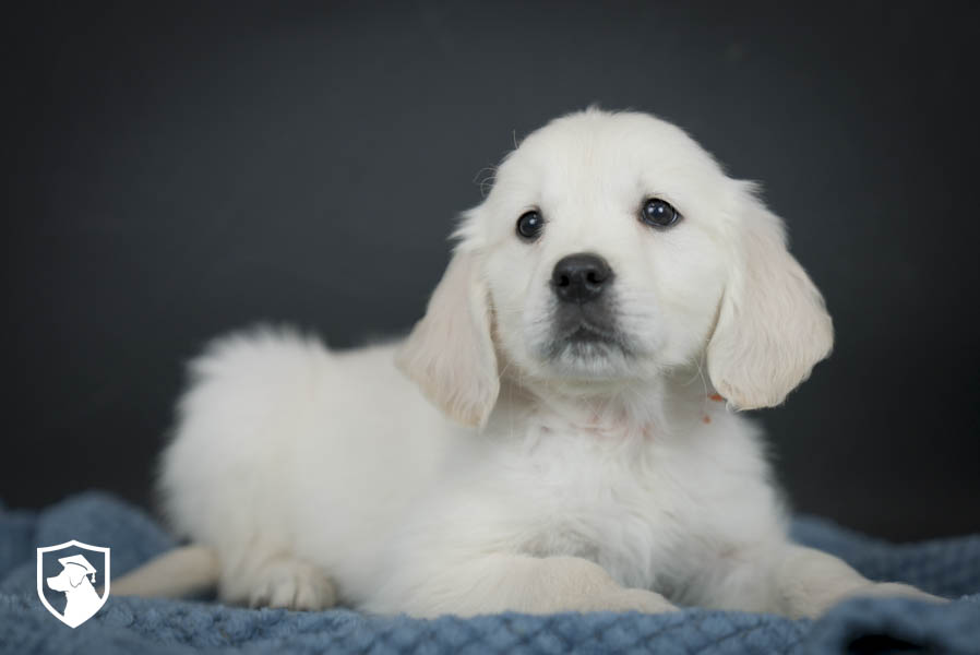 Psalm_Dec25_Orange_2.4.26-07075