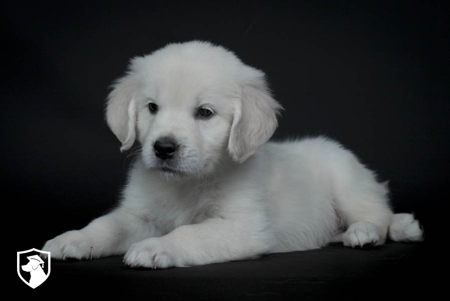 Heaven_Apr26_White_7.27.26-08897