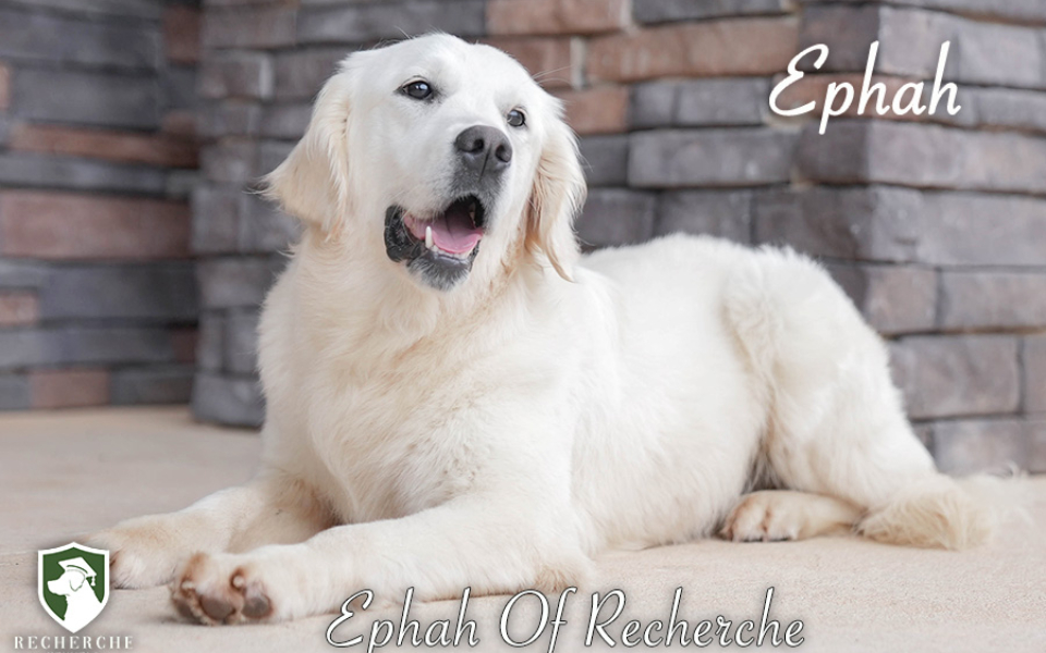 Ephah_Web 1